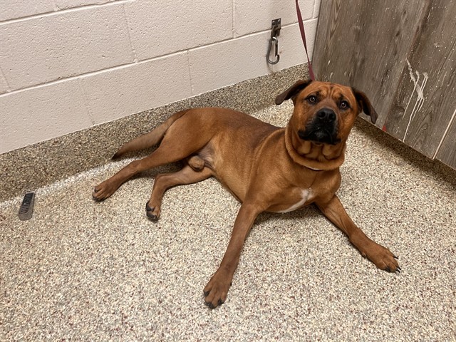 Shelter Stray Male Dog last seen Near BLOCK HARTSEL DR, COLORADO SPRINGS CO 80920, 610 Abbot Ln, Colorado Springs, CO 80905, USA
