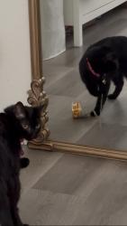 Reunited Female Cat last seen Nicholas drive, Virginia Lane, Concord, CA 94520