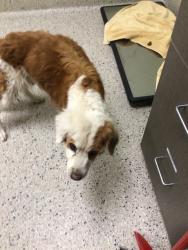 Shelter Stray Female Dog last seen COLFAX AVE & I70, 12155 Park Blvd, Brighton, CO 80601, USA