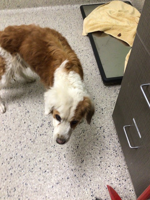 Shelter Stray Female Dog last seen COLFAX AVE & I70, 12155 Park Blvd, Brighton, CO 80601, USA