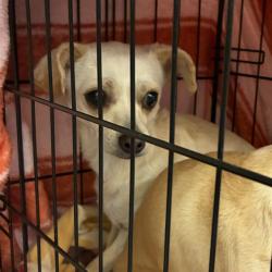 Shelter Stray Female Dog last seen Near BLOCK E 117TH PL, 12155 Park Blvd, Brighton, CO 80601, USA