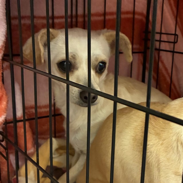 Shelter Stray Female Dog last seen Near BLOCK E 117TH PL, 12155 Park Blvd, Brighton, CO 80601, USA