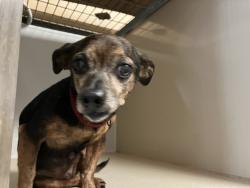 Shelter Stray Female Dog last seen Near BLOCK E PAWNEE AVE, WICHITA KS 67211, 3303 N Hillside St, Wichita, KS 67219, USA