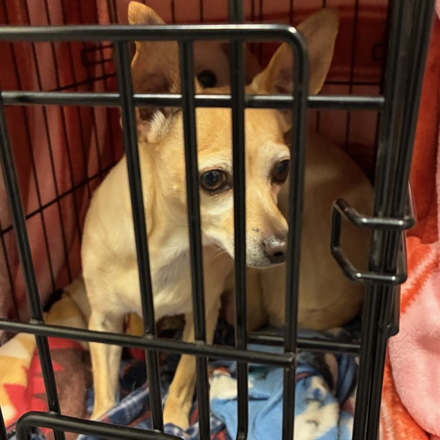 Shelter Stray Female Dog last seen Near BLOCK E 117TH PL, 12155 Park Blvd, Brighton, CO 80601, USA