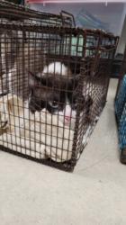 Shelter Stray Male Cat last seen , 14409 Vanowen St, Van Nuys, CA 91405, USA