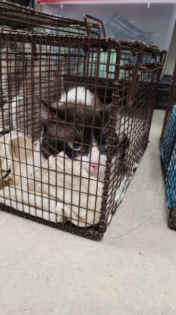 Shelter Stray Male Cat last seen , 14409 Vanowen St, Van Nuys, CA 91405, USA