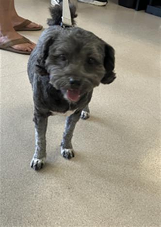 Shelter Stray Female Dog last seen Near BLOCK DON JULIO, LNG BEACH CA, 7700 E Spring St, Long Beach, CA 90815, USA