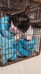 Shelter Stray Male Cat last seen , 14409 Vanowen St, Van Nuys, CA 91405, USA