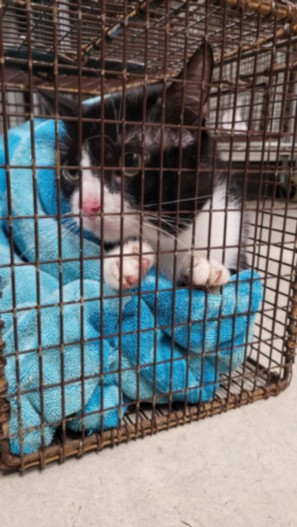 Shelter Stray Male Cat last seen , 14409 Vanowen St, Van Nuys, CA 91405, USA