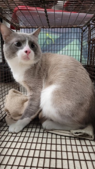 Shelter Stray Male Cat last seen , 14409 Vanowen St, Van Nuys, CA 91405, USA