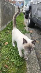 Found/Stray Male Cat last seen S Weller St and Rainier Ave S, Seattle, WA 98144