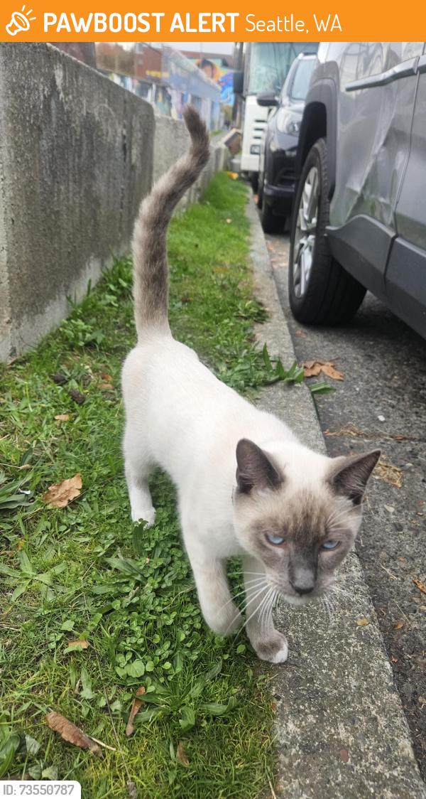 Found/Stray Male Cat last seen S Weller St and Rainier Ave S, Seattle, WA 98144