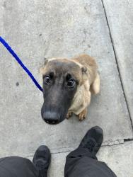 Shelter Stray Female Dog last seen Near BLOCK SW 245TH TER, 3599 NW 79th Ave, Doral, FL 33122, USA
