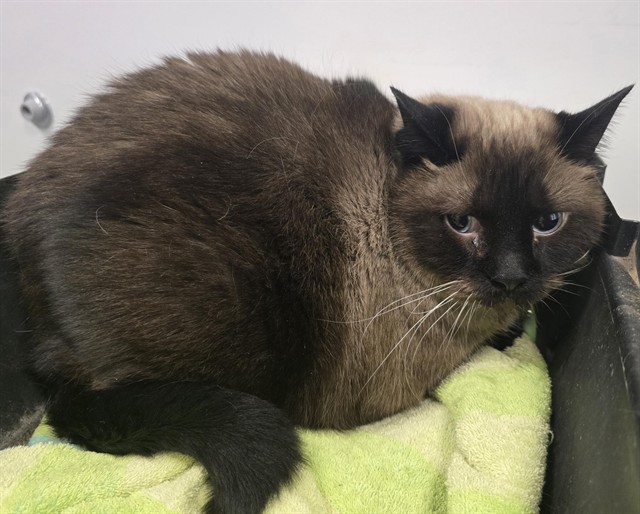 Shelter Stray Male Cat last seen Near BLOCK E COLFAX AVE, AURORA CO 80011 5513, 2080 S Quebec St, Denver, CO 80231, USA