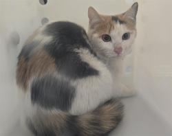 Shelter Stray Female Cat last seen Near BLOCK E MISSISSIPPI AVE, AURORA CO 80012 3261, 2080 S Quebec St, Denver, CO 80231, USA