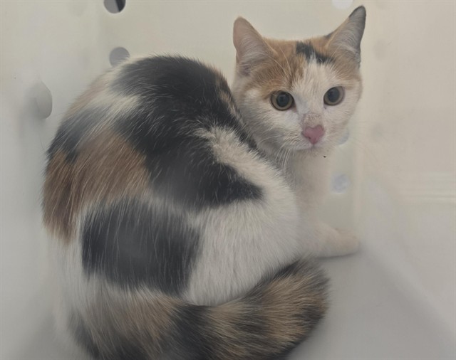 Shelter Stray Female Cat last seen Near BLOCK E MISSISSIPPI AVE, AURORA CO 80012 3261, 2080 S Quebec St, Denver, CO 80231, USA