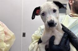 Shelter Stray Female Dog last seen , 4000 N Silverbell Rd, Tucson, AZ 85745, USA