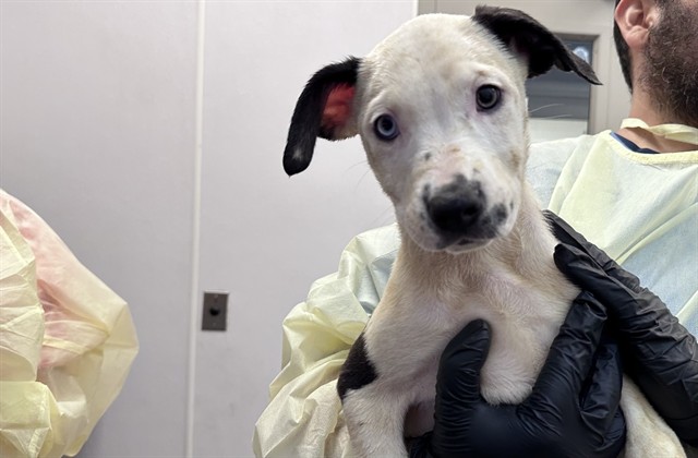Shelter Stray Female Dog last seen , 4000 N Silverbell Rd, Tucson, AZ 85745, USA