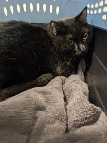 Shelter Stray Male Cat last seen Near BLOCK E KANSAS DR, DENVER CO 80246, 2080 S Quebec St, Denver, CO 80231, USA