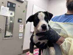 Shelter Stray Female Dog last seen , 4000 N Silverbell Rd, Tucson, AZ 85745, USA