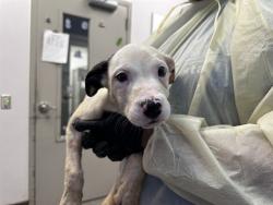 Shelter Stray Male Dog last seen , 4000 N Silverbell Rd, Tucson, AZ 85745, USA
