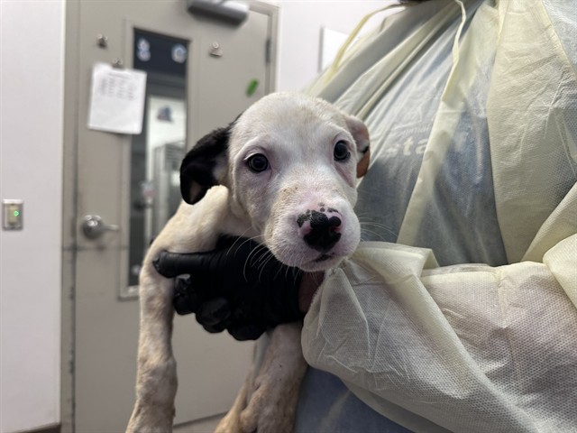Shelter Stray Male Dog last seen , 4000 N Silverbell Rd, Tucson, AZ 85745, USA
