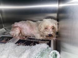 Shelter Stray Female Dog last seen , 1850 W 60th St, Los Angeles, CA 90047, USA