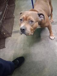 Shelter Stray Female Dog last seen , 1850 W 60th St, Los Angeles, CA 90047, USA