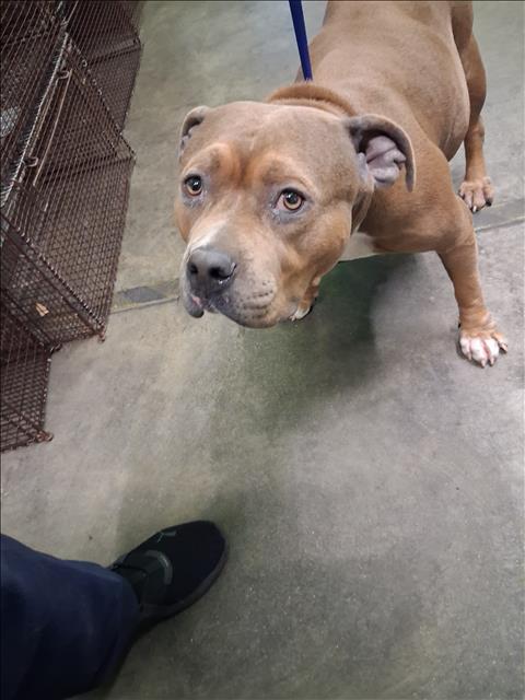 Shelter Stray Female Dog last seen , 1850 W 60th St, Los Angeles, CA 90047, USA