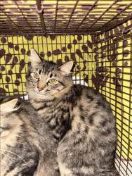 Shelter Stray Female Cat last seen , 1850 W 60th St, Los Angeles, CA 90047, USA