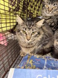 Shelter Stray Female Cat last seen , 1850 W 60th St, Los Angeles, CA 90047, USA