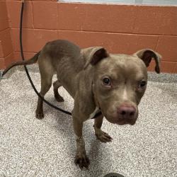 Shelter Stray Male Dog last seen Near BLOCK W 24TH ST, PUEBLO, CO, 4600 Eagleridge Pl, Pueblo, CO 81008, USA