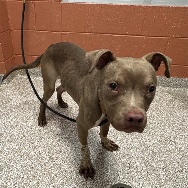 Shelter Stray Male Dog last seen Near BLOCK W 24TH ST, PUEBLO, CO, 4600 Eagleridge Pl, Pueblo, CO 81008, USA