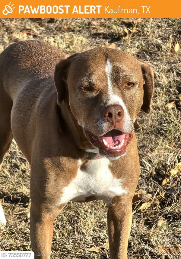 Found/Stray Female Dog last seen FM 987 & Oak Bend Drive, Kaufman, TX 75142