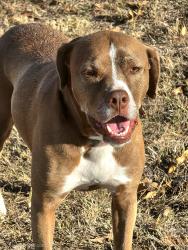 Found/Stray Female Dog last seen FM 987 & Oak Bend Drive, Kaufman, TX 75142