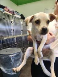Shelter Stray Male Dog last seen , 1850 W 60th St, Los Angeles, CA 90047, USA