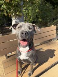 Shelter Stray Female Dog last seen CHARLOTTE, 8315 Byrum Dr, Charlotte, NC 28217, USA