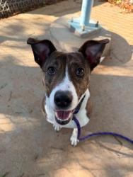 Shelter Stray Female Dog last seen CHARLOTTE, 8315 Byrum Dr, Charlotte, NC 28217, USA