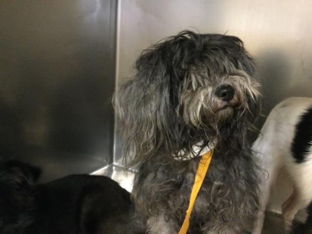 Shelter Stray Female Dog last seen Near BLOCK HAMNER AVE, EASTVALE CA 91752, 6851 Van Buren Boulevard, Jurupa Valley, CA 92509, USA