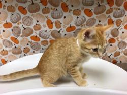 Shelter Stray Female Cat last seen VALLEY SPRINGS PKWY/ GATEWAY DR, 6851 Van Buren Boulevard, Jurupa Valley, CA 92509, USA