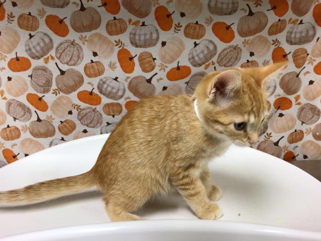 Shelter Stray Female Cat last seen VALLEY SPRINGS PKWY/ GATEWAY DR, 6851 Van Buren Boulevard, Jurupa Valley, CA 92509, USA