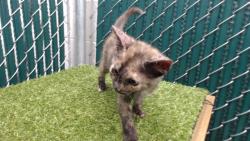 Shelter Stray Female Cat last seen , 11258 Garfield Ave, Downey, CA 90242, USA