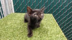 Shelter Stray Male Cat last seen , 11258 Garfield Ave, Downey, CA 90242, USA