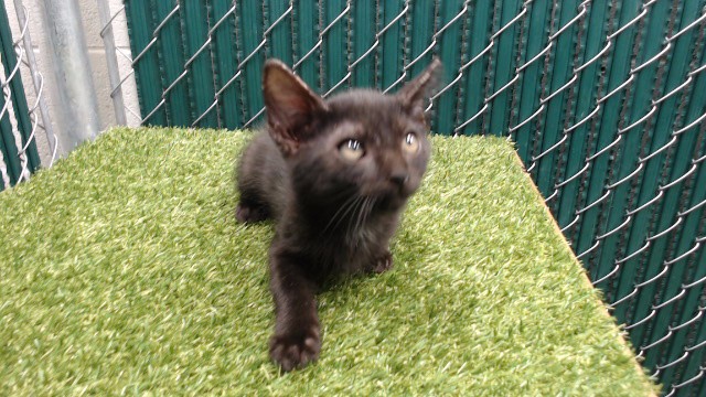 Shelter Stray Male Cat last seen , 11258 Garfield Ave, Downey, CA 90242, USA