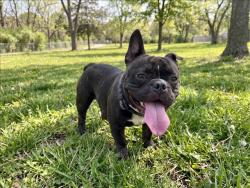 Shelter Stray Male Dog last seen , 957 N Gaffey St, San Pedro, CA 90731, USA