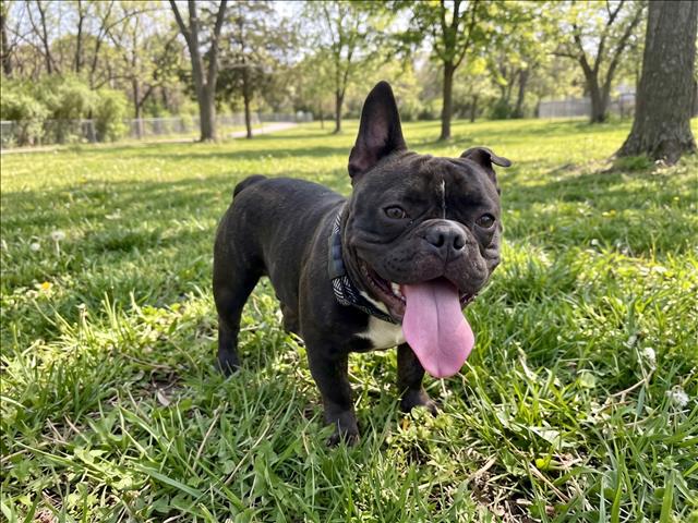 Shelter Stray Male Dog last seen , 957 N Gaffey St, San Pedro, CA 90731, USA