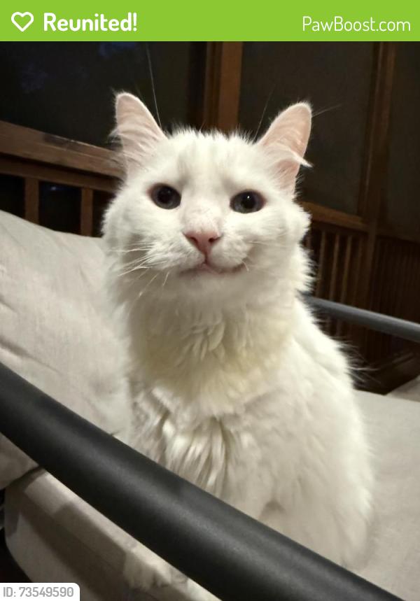 Reunited Male Cat last seen Strickland and Barleymoore, Raleigh, NC 27615