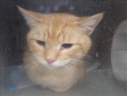 Shelter Stray Male Cat last seen , 957 N Gaffey St, San Pedro, CA 90731, USA