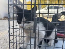 Shelter Stray Female Cat last seen Near BLOCK W RENO AVE, OKLAHOMA CITY OK 73102, 2811 SE 29th St, Oklahoma City, OK 73129, USA