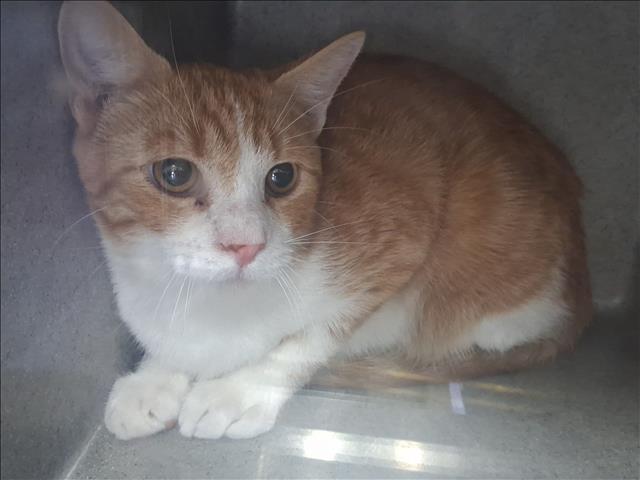 Shelter Stray Female Cat last seen , 957 N Gaffey St, San Pedro, CA 90731, USA
